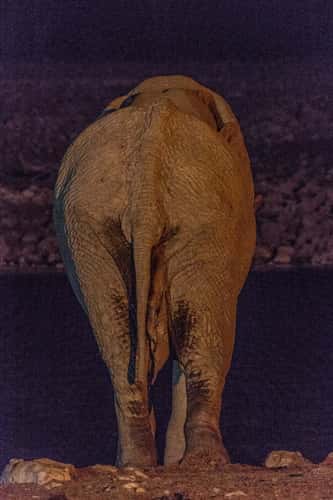 Night at Okaukuejo Waterhole