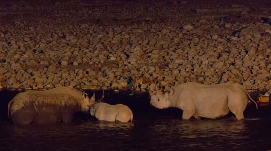 Night at Okaukuejo Waterhole