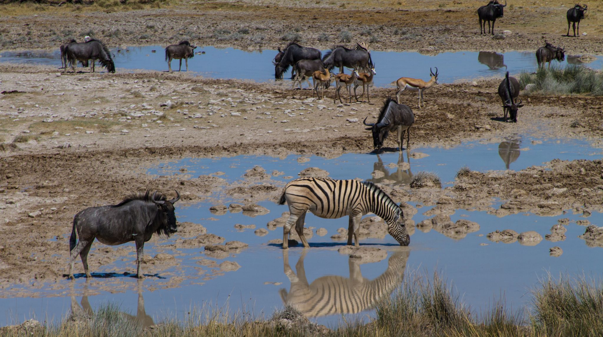 Salvadora, Namibia