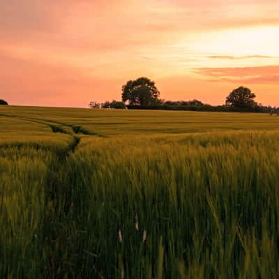 Sonnenuntergang über reifen Feldern, Germany