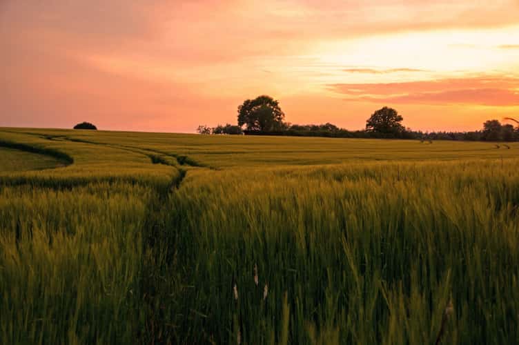 Sonnenuntergang über reifen Feldern