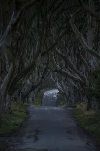 The Dark Hedges (Road)