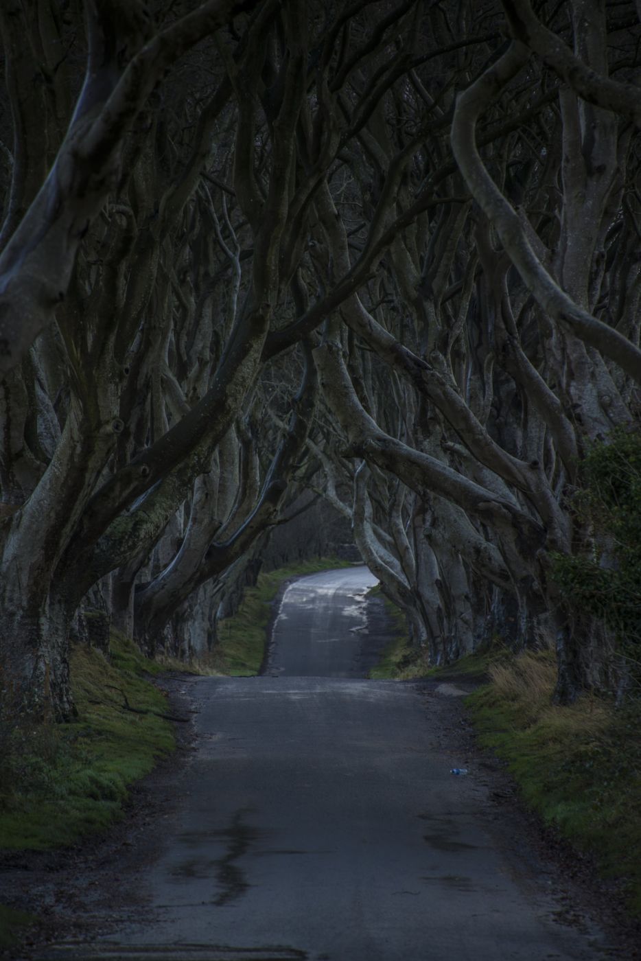 The Dark Hedges (Road), United Kingdom