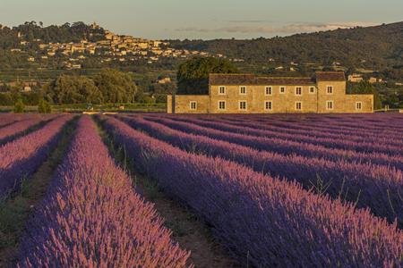 The Lavender Fields of Bonnieux