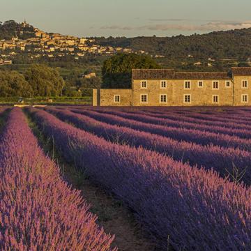 The Lavender Fields of Bonnieux, France