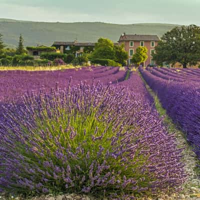 The Lavender Fields of Roussillon, France