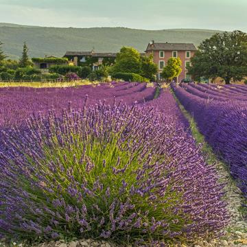The Lavender Fields of Roussillon, France