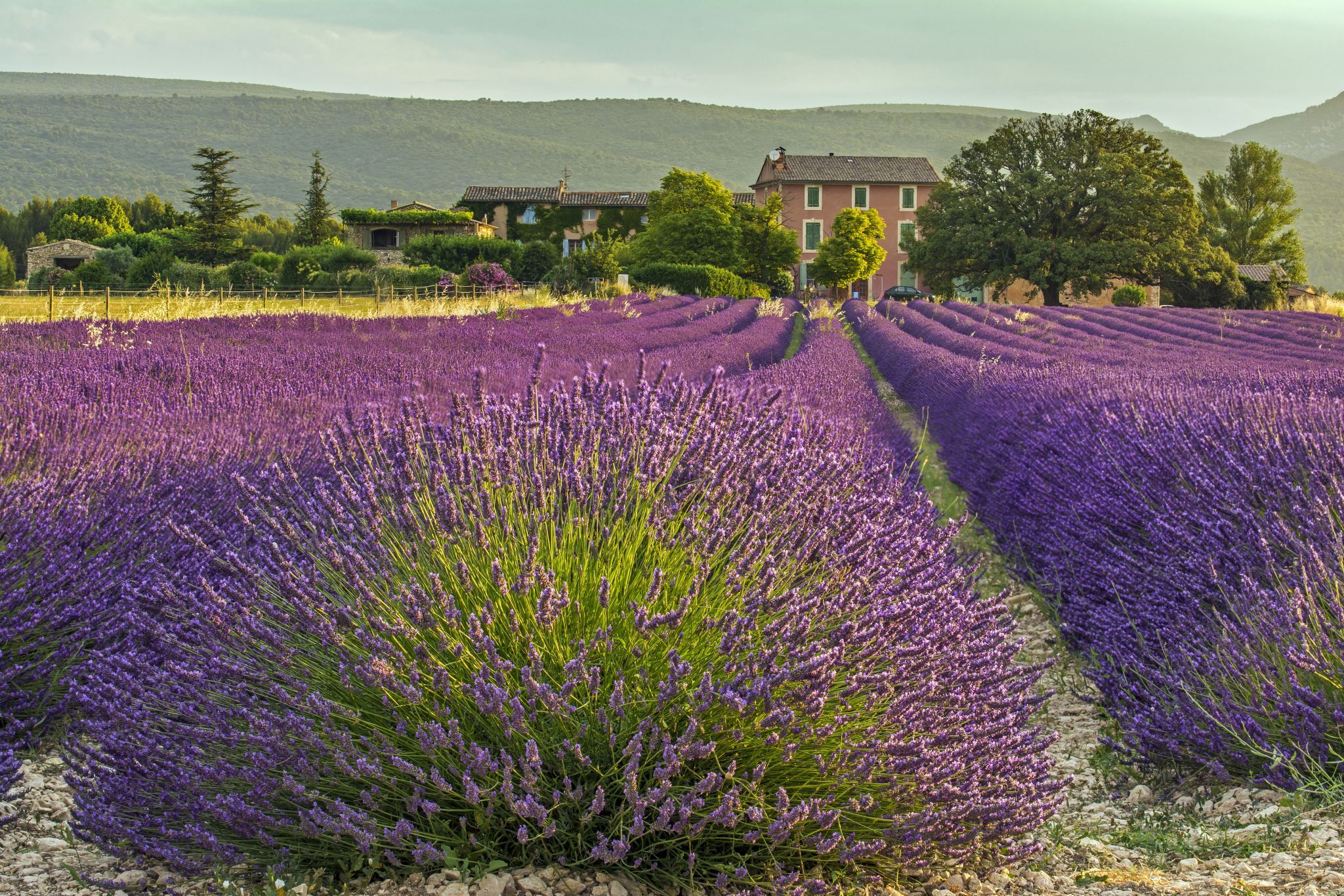 The Lavender Fields of Roussillon, France