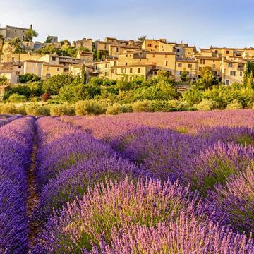 The Lavender Fields of Saignon, France