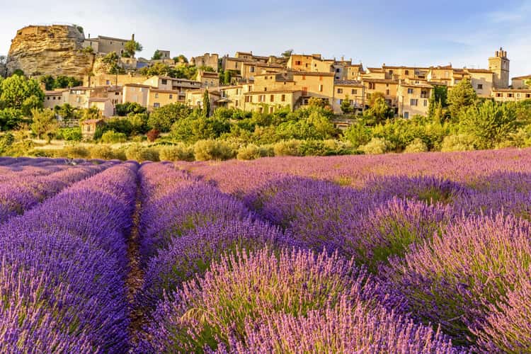 The Lavender Fields of Saignon