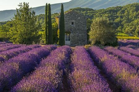 The Old Stone House in Fields of Lavender