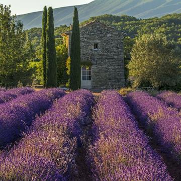 The Old Stone House in Fields of Lavender, France