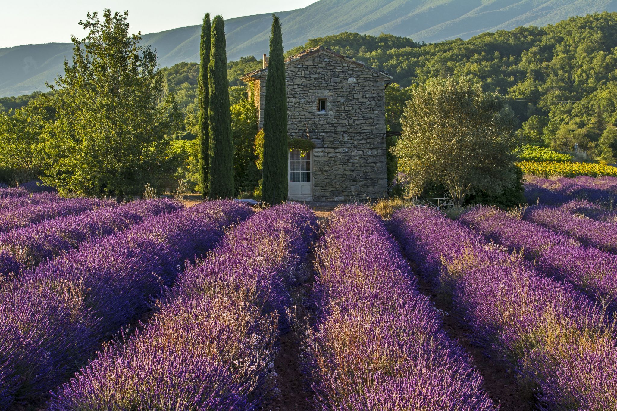The Old Stone House in Fields of Lavender, France