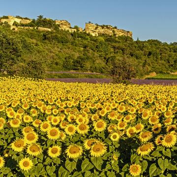 The Sunflower Fields of Saignon, France
