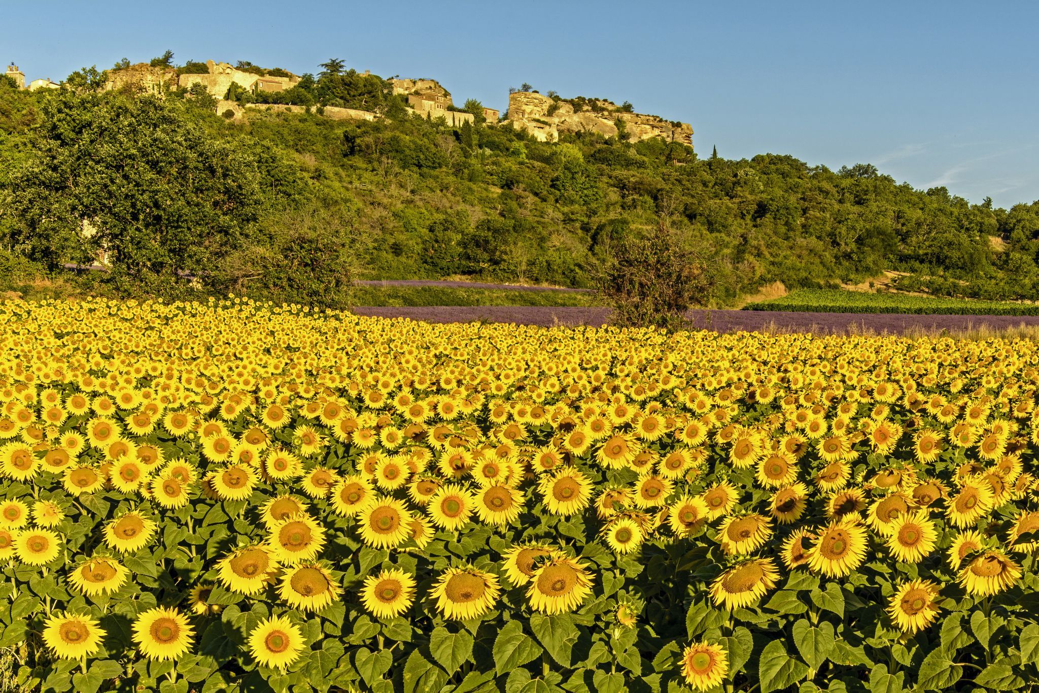 The Sunflower Fields of Saignon, France
