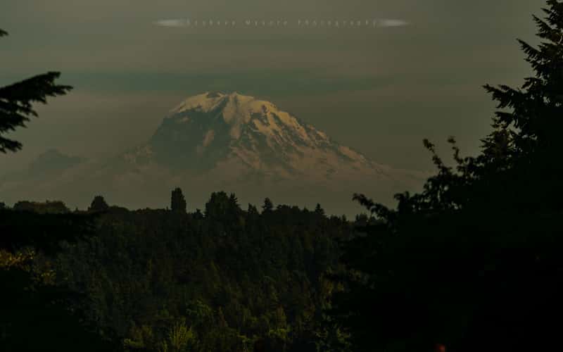 Rainier vista from Uni. of Washington, Seattle