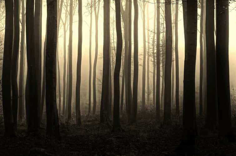 Forest at Willingshausen