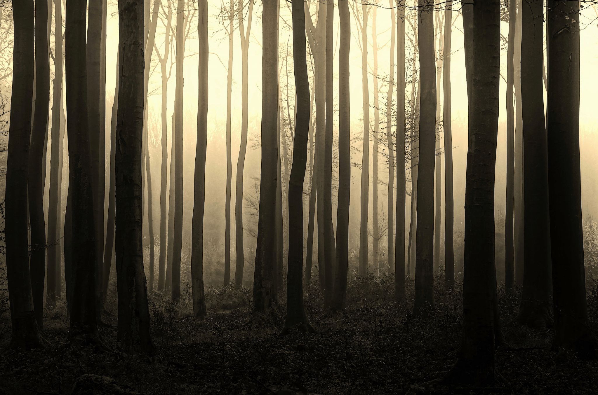 Forest at Willingshausen, Germany