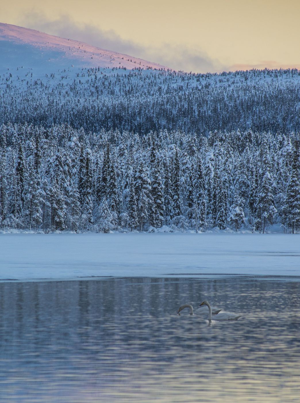 Winter swans, Finland