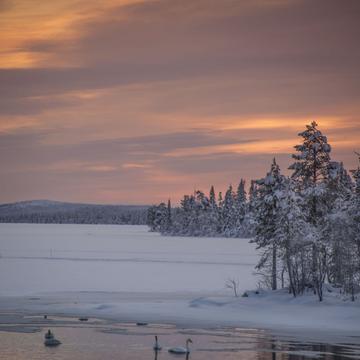 Winter swans, Finland