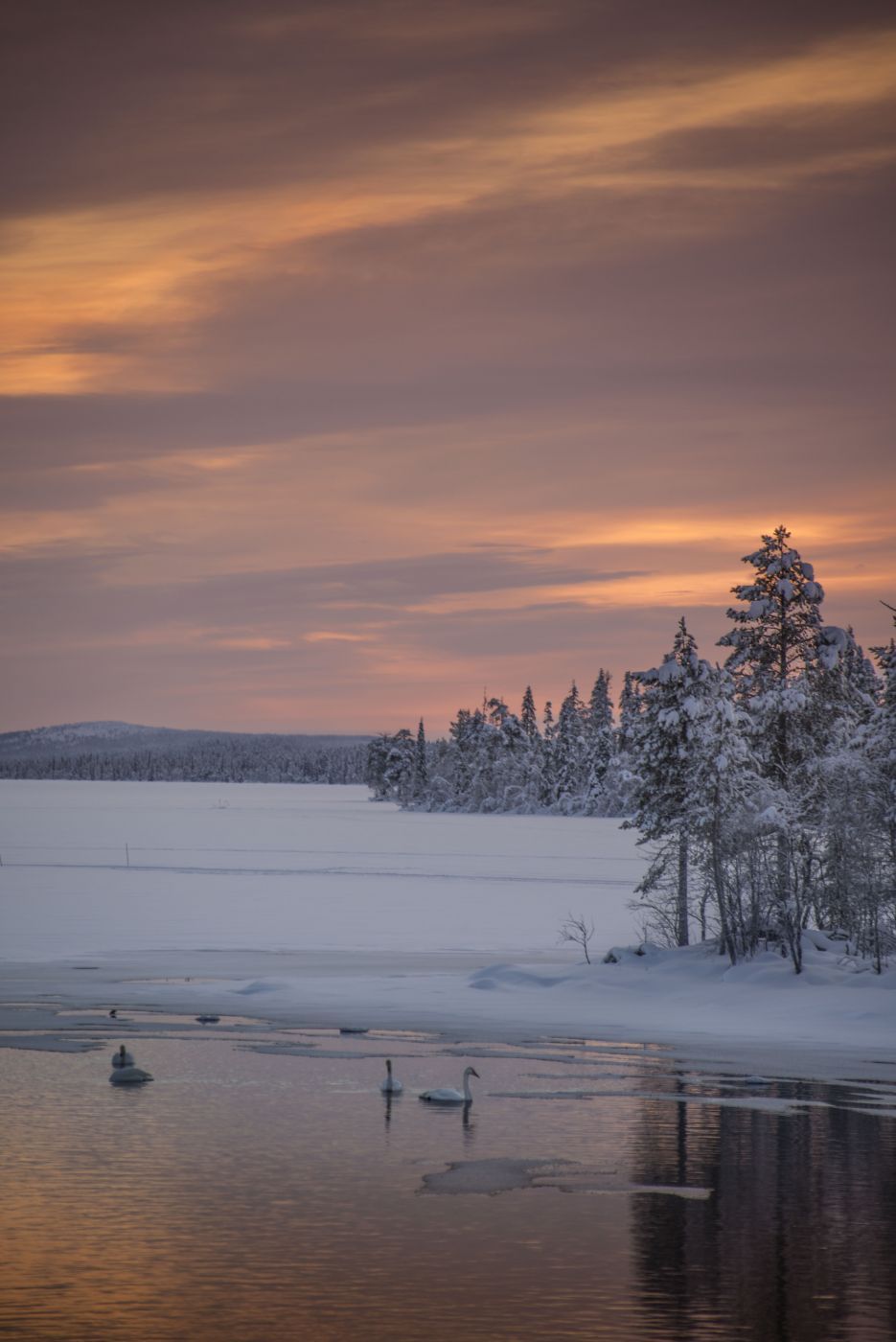 Winter swans, Finland