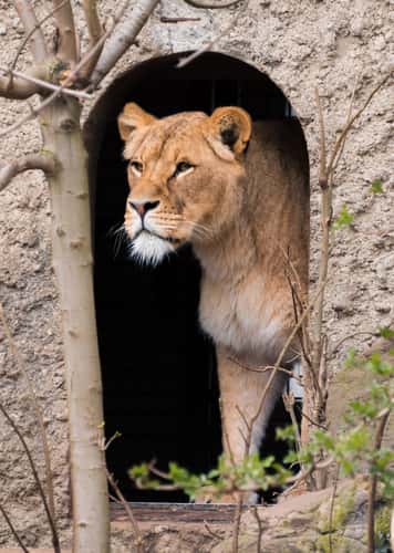 Artis Royal Zoo