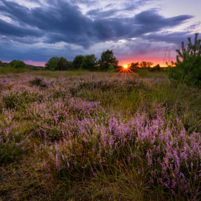 Elmptaler Heide (elmptaler heath), Germany