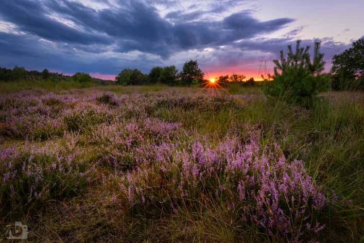Elmptaler Heide (elmptaler heath)
