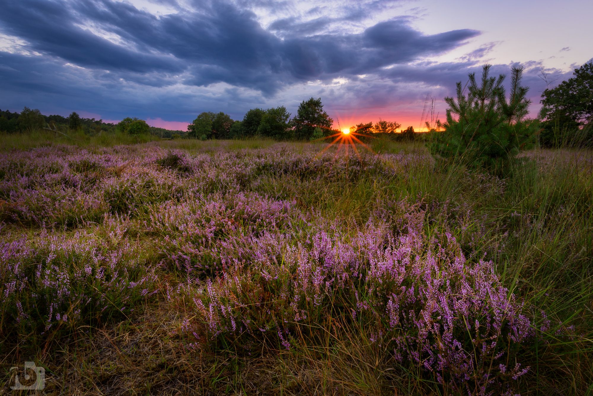 Elmptaler Heide (elmptaler heath), Germany