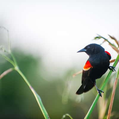 Green Cay Wetlands, USA