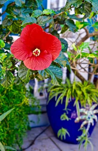 Hibiscus