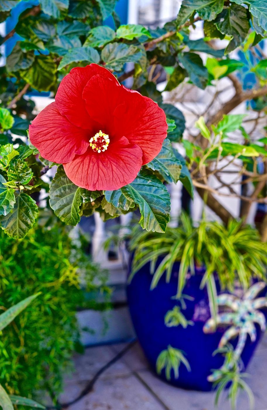 Hibiscus, USA