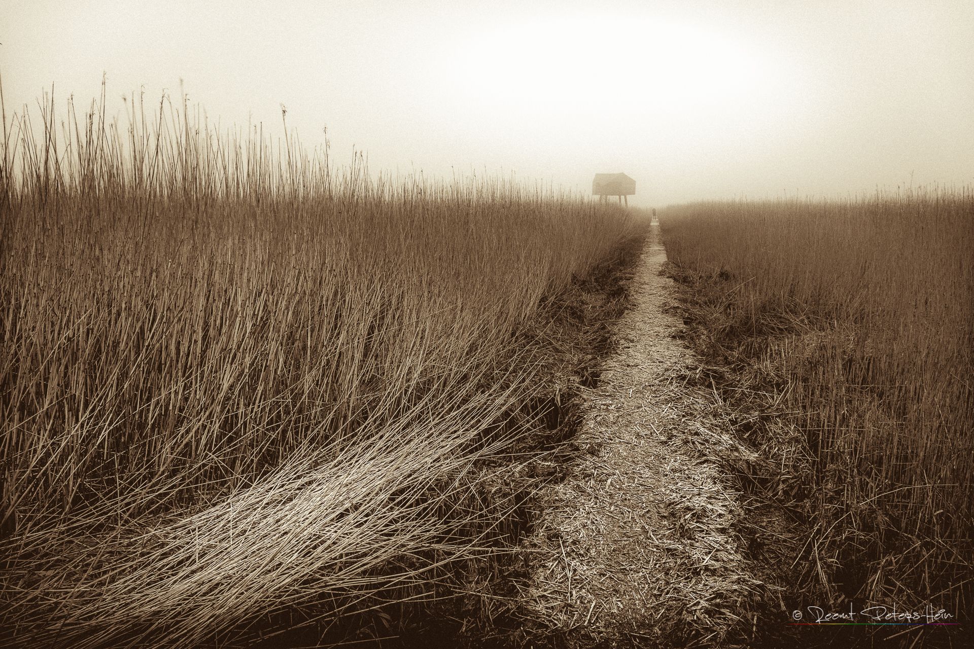 Kiekkaaste, Netherlands