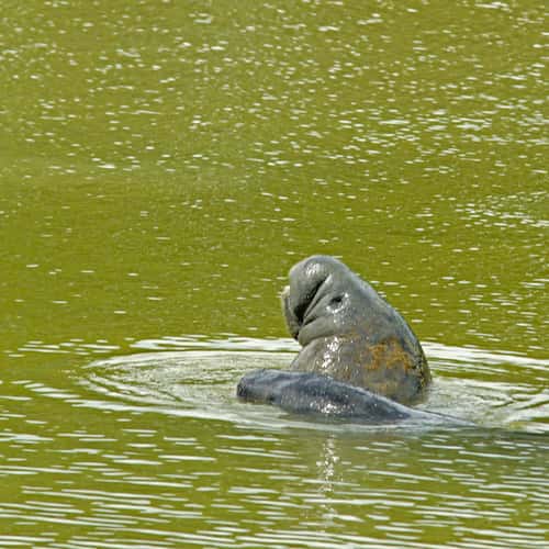 Manatee at Flamingo