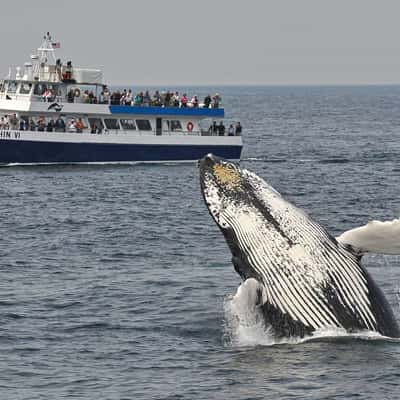 Off the Cost of Cape Cod, Provincetown, USA