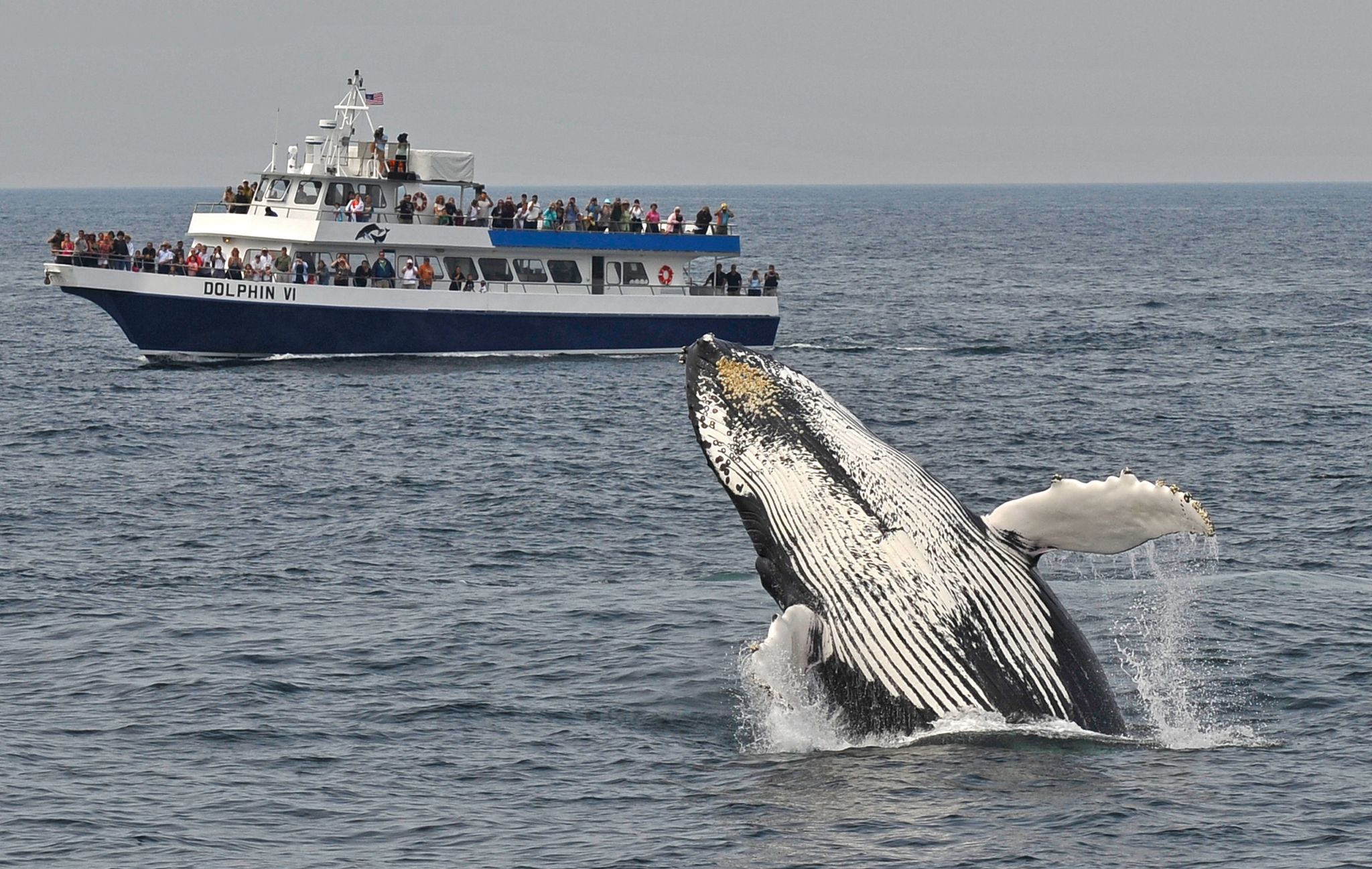 Off the Cost of Cape Cod, Provincetown, USA