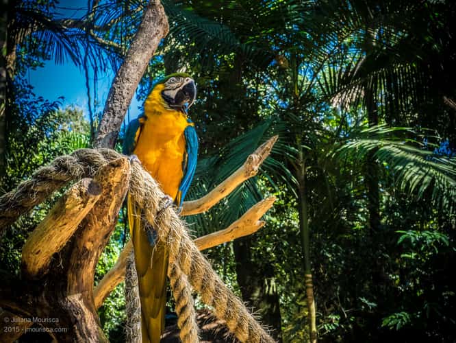 Parque das Aves (Birds Park)