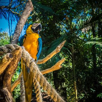 Parque das Aves (Birds Park), Brazil