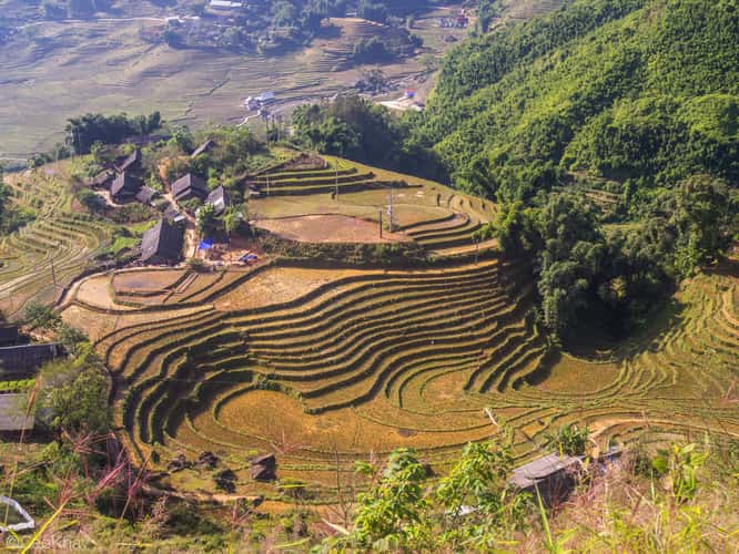 Rice terraces