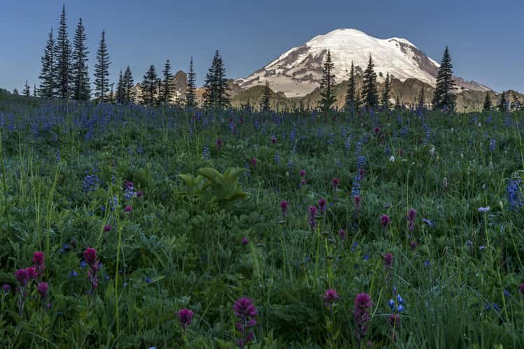 The Wildflowers of Mount Rainier
