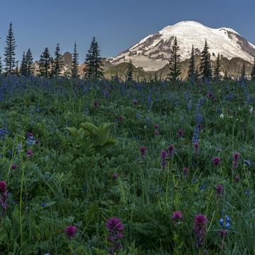 The Wildflowers of Mount Rainier, USA