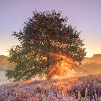 Tree in the heath, Haltern, Germany, Germany