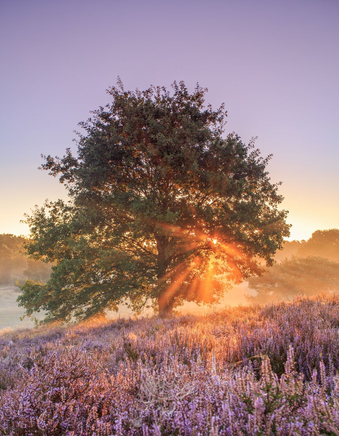 Tree in the heath, Haltern, Germany, Germany