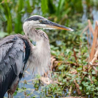 Wakodahatchee Wetlands, USA