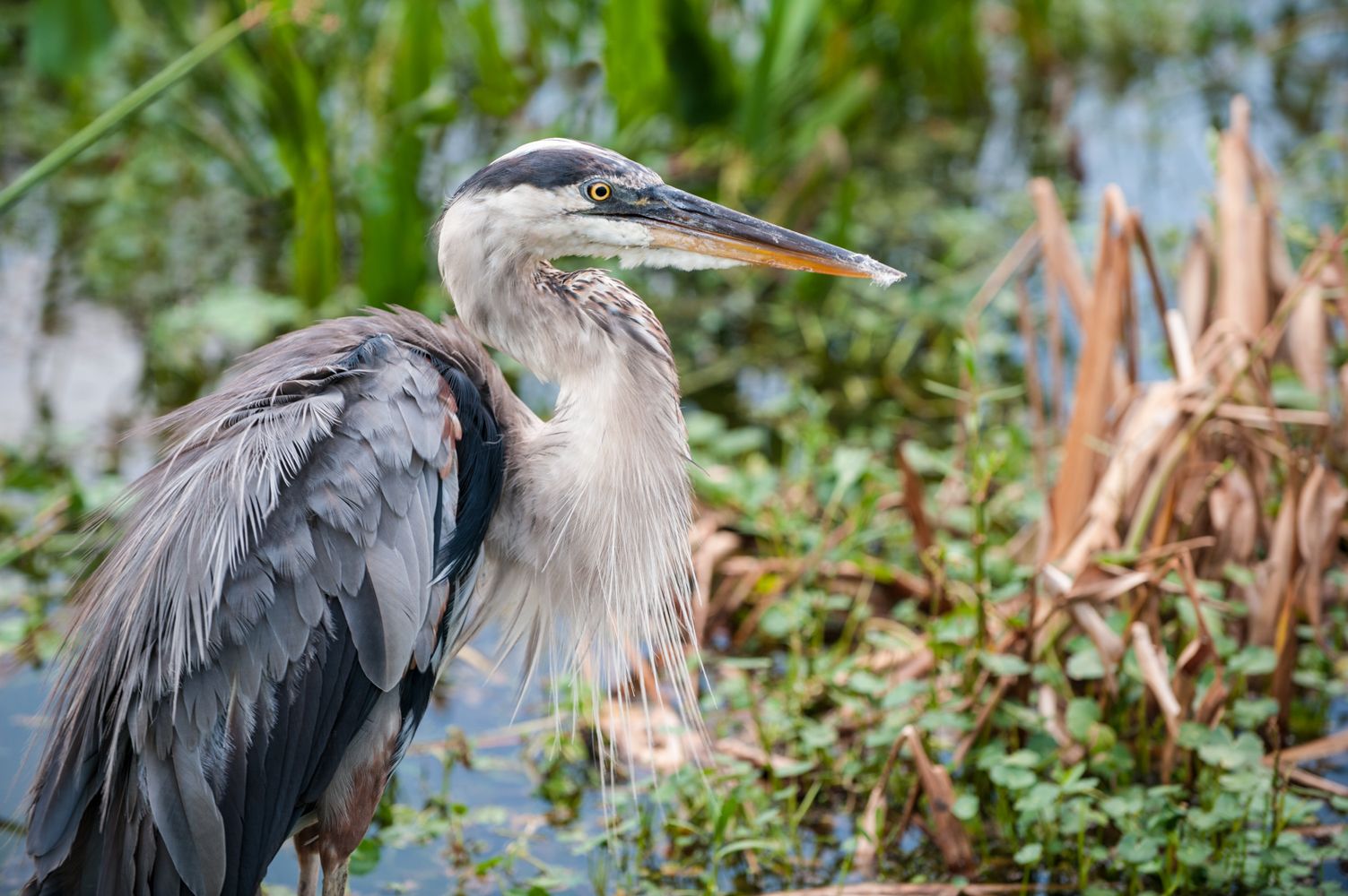 Wakodahatchee Wetlands, USA