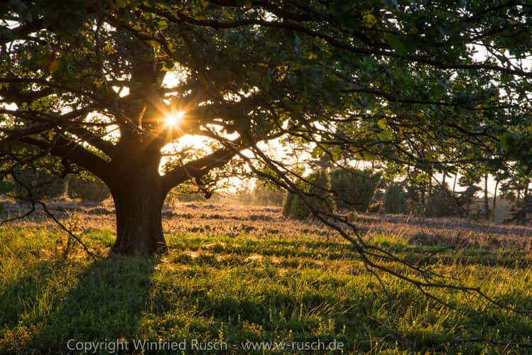 Abendstimmung in der Heide