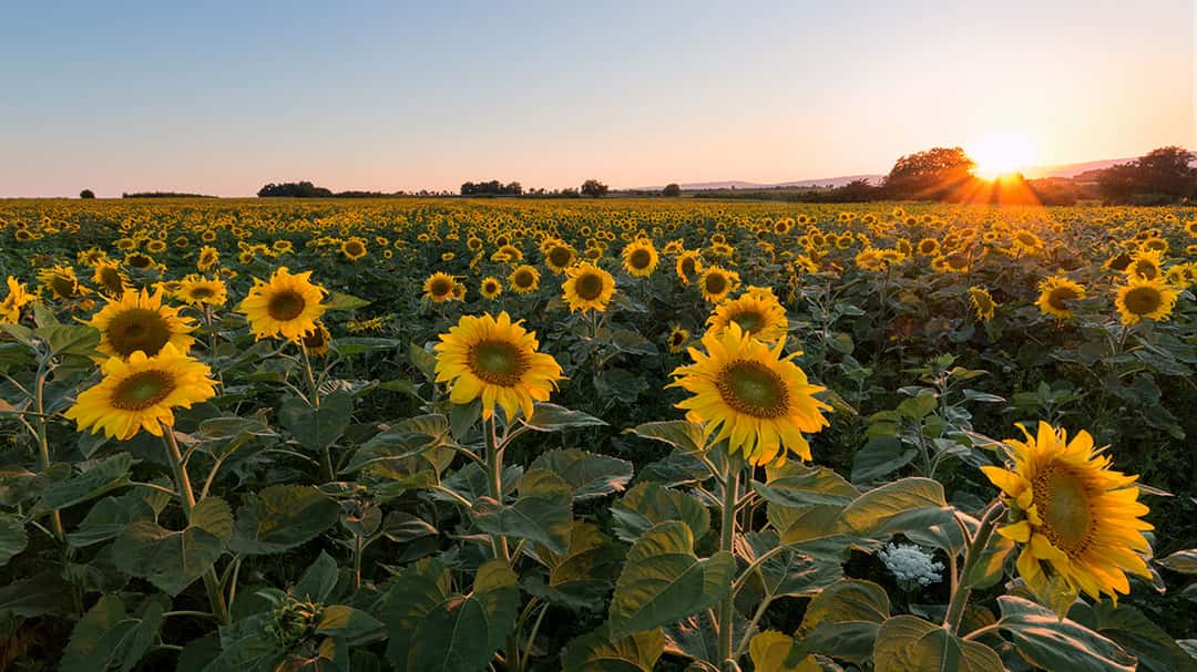 Sunflowers are perfect photography themes for just a short period during the year.