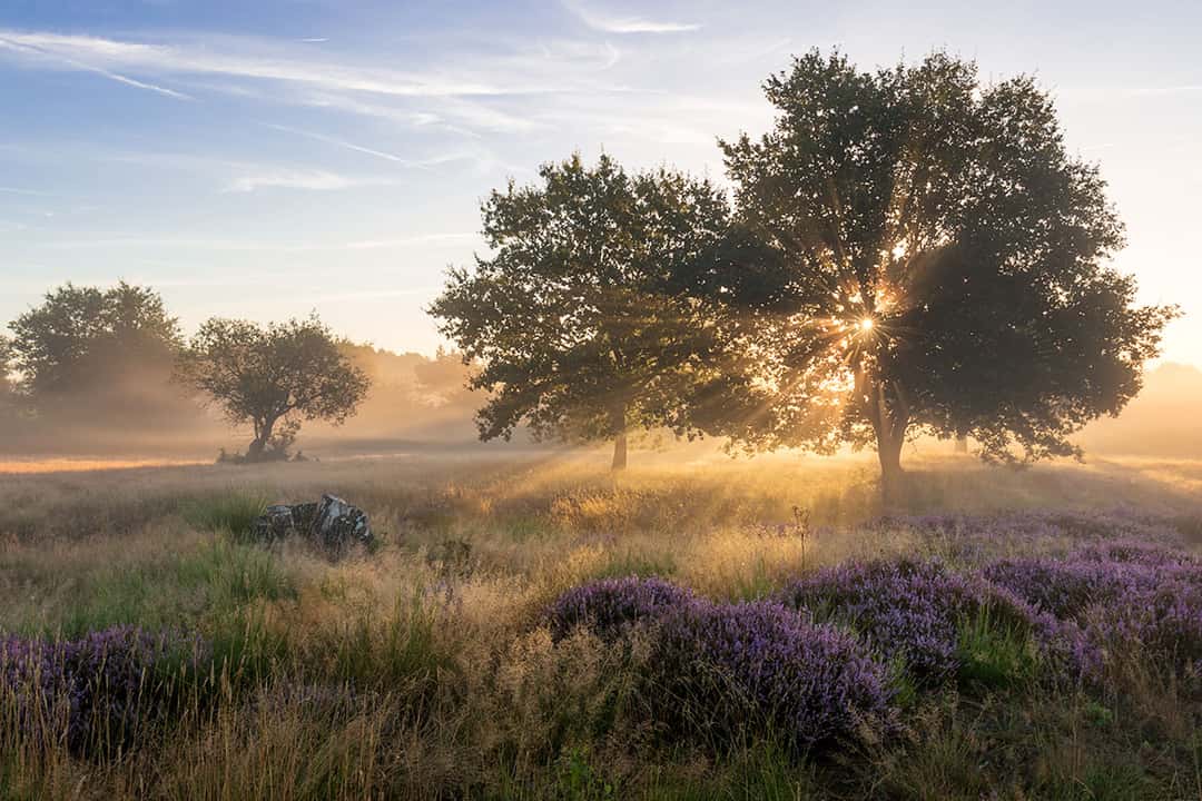 The Mehlinger Heide is a great place for photography when the sun is very low, especially during the early morning hours when there is a higher chance for some fog and when the dew is still visible in the fields.