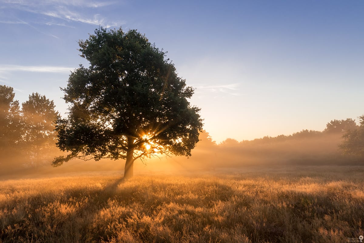 Heathland of Mehlingen, Germany