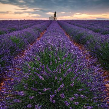 Lavender Fields Valensole, France